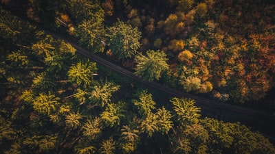 鸟瞰图的道路和树木
